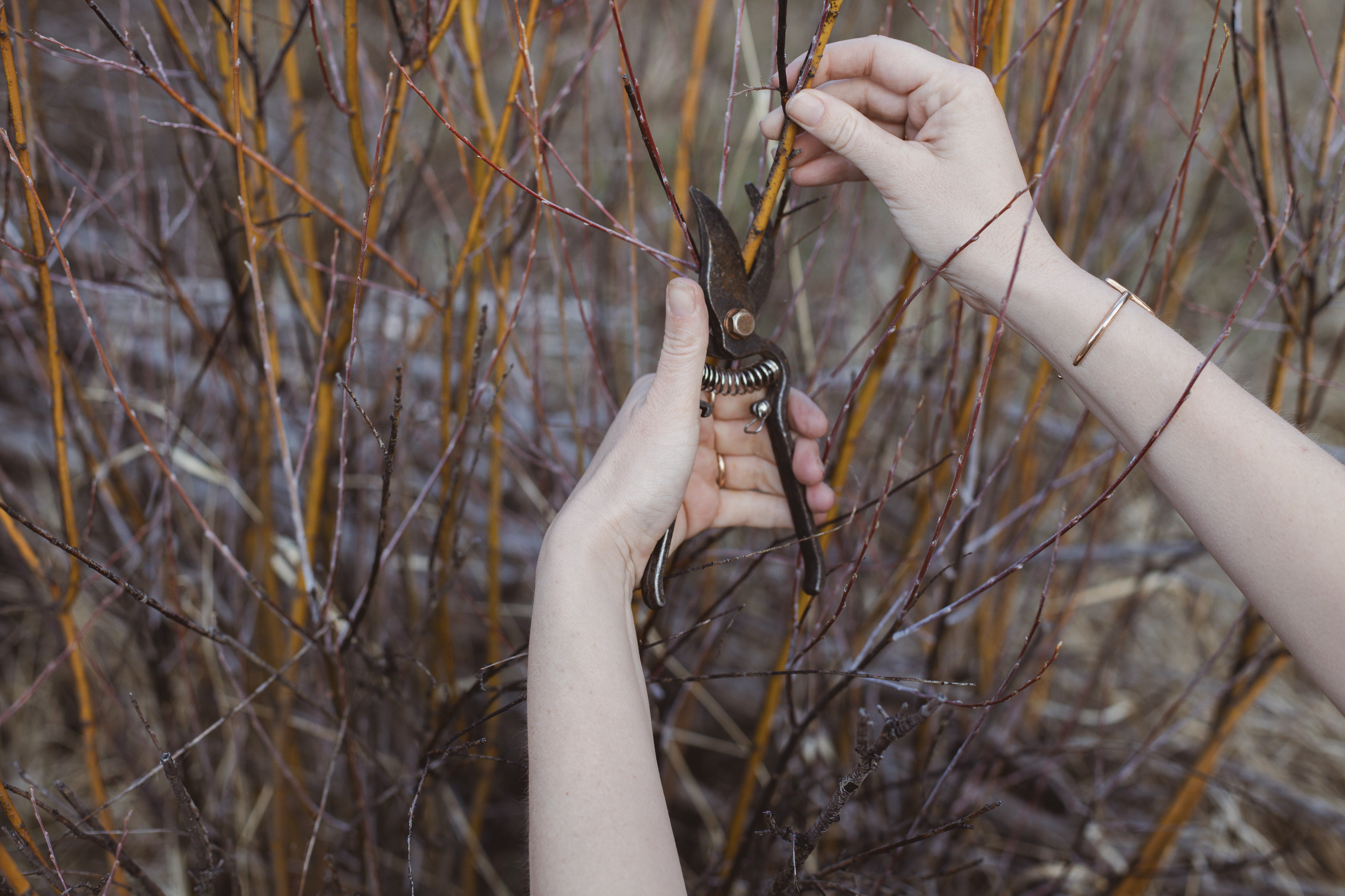 Foraging Books & Tools – Rooted Apothecary